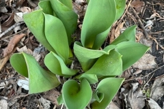 Small-Didiers-tulip-plant