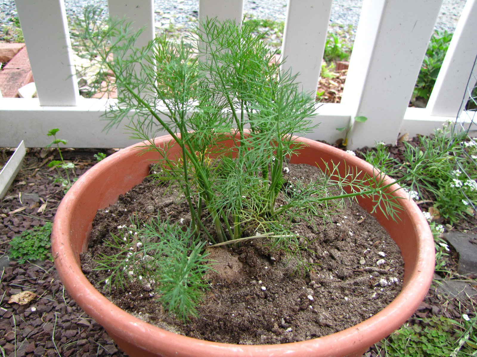 Dill-plant