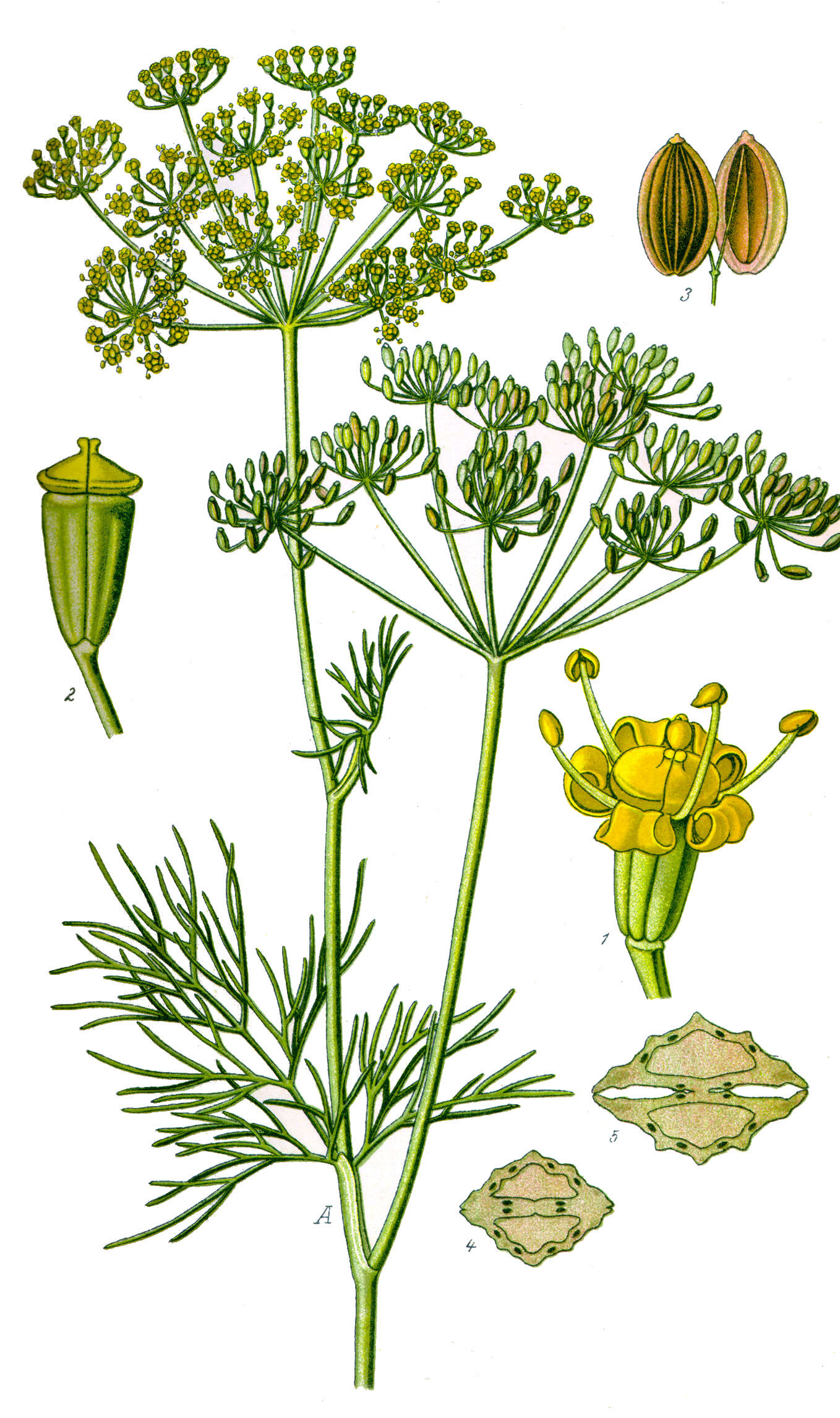 Illustration-of-Dill-plant
