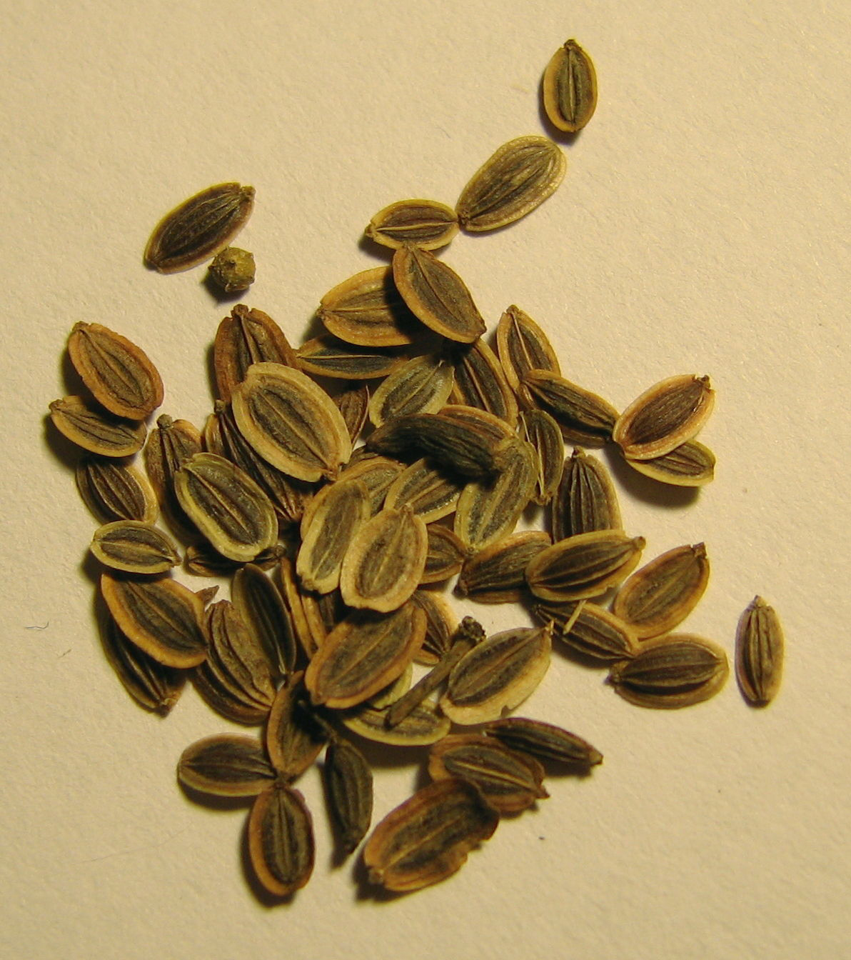 Seeds-of-Dill