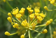 Close-up-flower-of-Dill