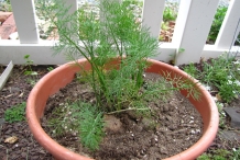Dill-plant