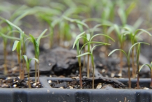 Dill-seedlings