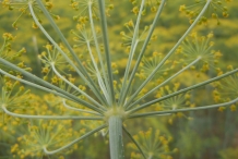Dill-stem