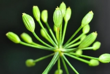 Flower-bud-of-Dill