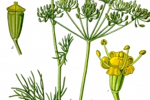 Illustration-of-Dill-plant