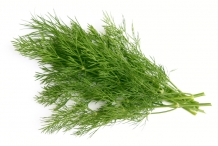 Leaves-of-Dill