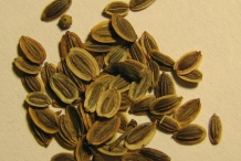 Seeds-of-Dill
