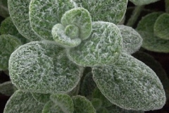 Closer-view-of-flowers-of-Dittany-of-Crete