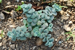 Dittany-of-Crete-plant