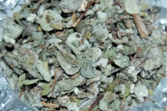 Dried-Dittany-of-Crete