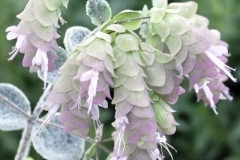 Flowers-of-Dittany-of-Crete
