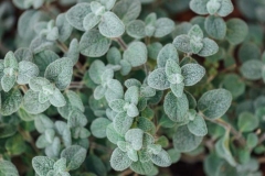 Leaves-of-Dittany-of-Crete