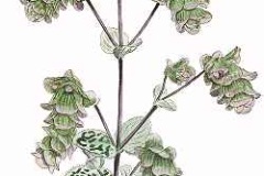Plant-Illustration of Dittany of Crete