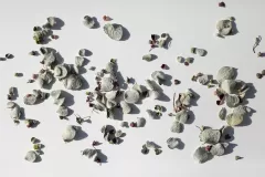 Seeds-of-Dittany-of-Crete