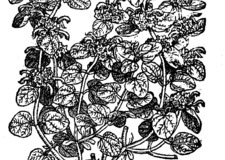 Sketch-of-Dittany-of-Crete