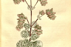 Plant-illustration-of-Dittany-of-Crete
