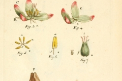 Illustration-of-Dock-vegetable