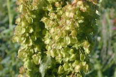 Immature-fruit-of-Dock