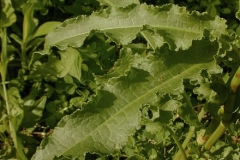 Leaves-of-Dock-vegetable