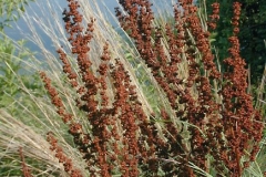 Panicles-of-mature-fruit
