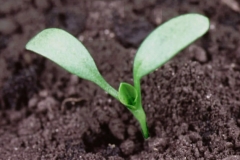 Seedlings-of-Dock-vegetable