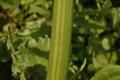 Stem-of-Dock-vegetable