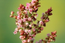 Close-up-flower-of-Dock