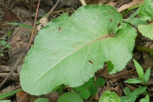 Leaves-of-Dock