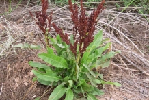Plant-of-Dock