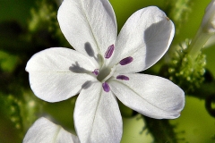 Close-up-flower