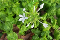 Flower-buds