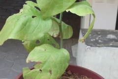 Plant