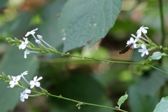 Stem