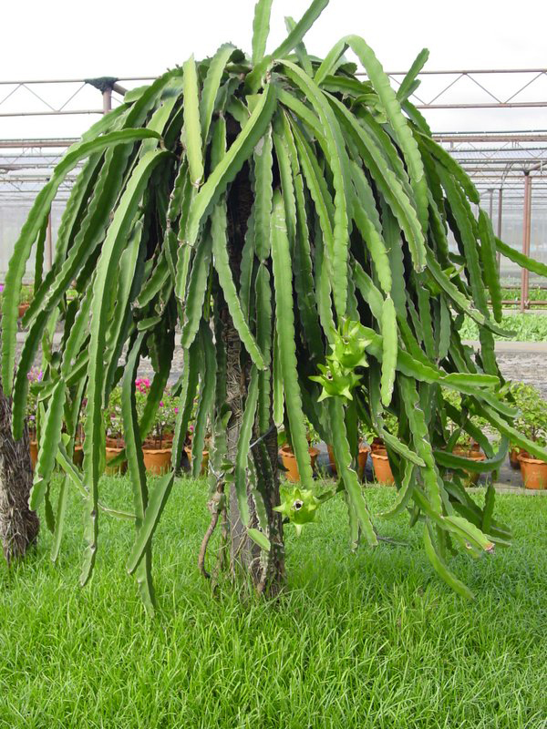 Dragon-fruit-plant