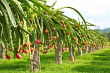 Dragon-fruit-farm