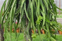 Dragon-fruit-plant