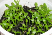Dragon-fruit-seedlings