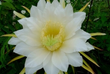 Flower-of-Dragon-fruit