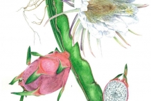 Illustration-of-Dragon-fruit