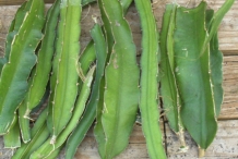 Leaves-of-Dragon-fruit