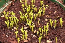 Seedlings-of-Dragon-fruit