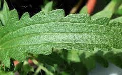 Closer-view-of-leaf-of-Dragonhead