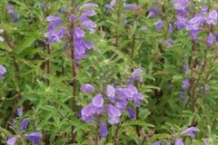 Dragonhead-plant-growing-wild