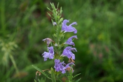 Dragonhead-plant