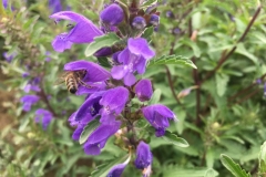 Flowers-of-Dragonhead