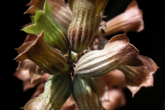 Fruit-of-Dragonhead