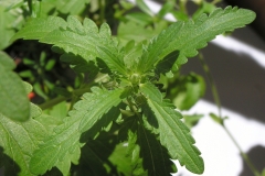 Leaves-of-Dragonhead