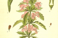 Plant-Illustration-of-Dragonhead