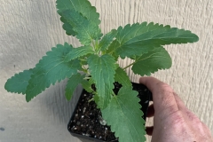 Small-Dragonhead-plant